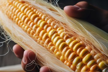 Dopłaty do kukurydzy - 29 lutego ostatnim dniem naboru, biura powiatowe czynne dłużej