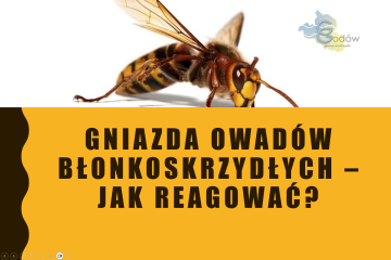 Owady błonkoskrzydłe - co robić w razie zagrożenia? Wyjaśnia Państwowa Straż Pożarna